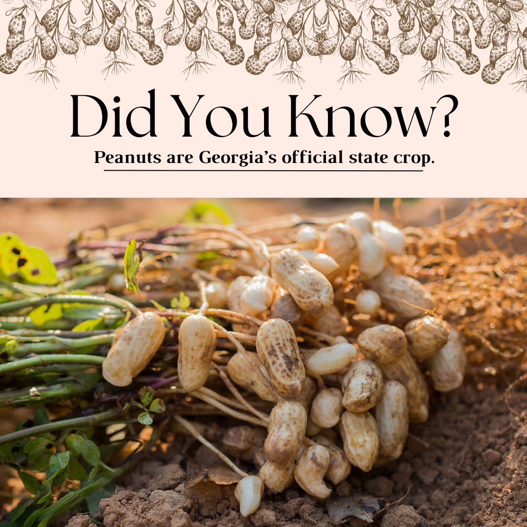 #DYK that peanuts are Georgia's official state crop? Georgia farmers produce more than half of the peanut crop nation-wide every year. 🥜 Shared via Georgia Peanuts #nationalpeanutmonth #peanutsuperfood