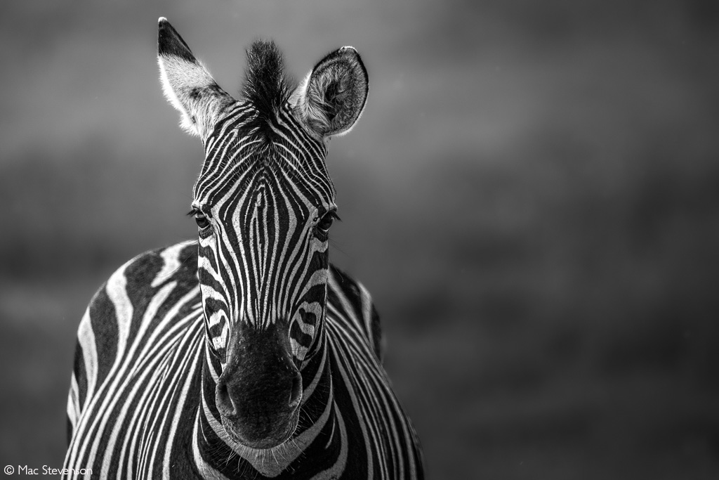 📷Listening with one ear. A Burchell’s zebra leaves an ear pricked to listen for danger while keeping eyes on the photographer. Marakele National Park, South Africa. © Mac Stevenson (Photographer of the Year 2024 entry)