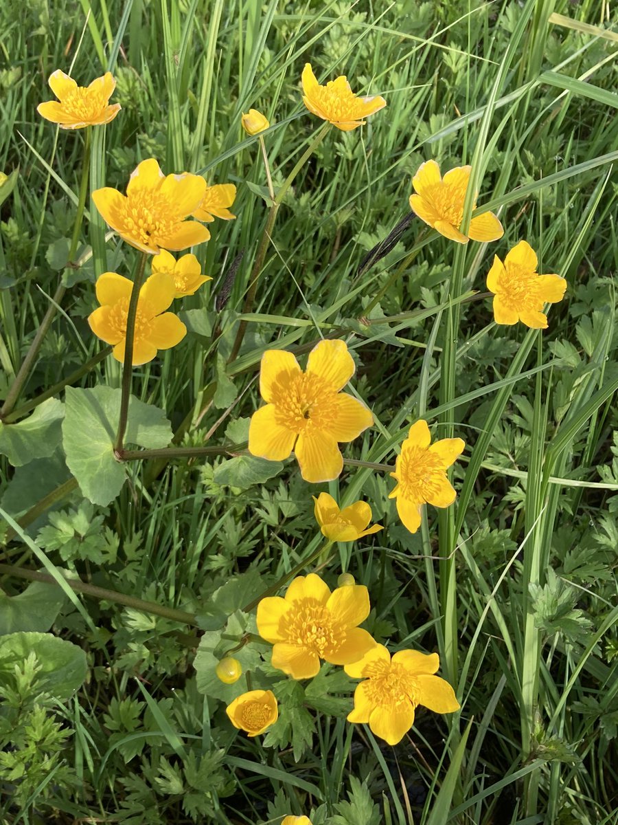 And just like that…the year turns its face toward summer. Looking forward to more outdoor naturism again! And some Marsh Marigolds from the water meadows as an additional treat ❤️ #naturism #nudism