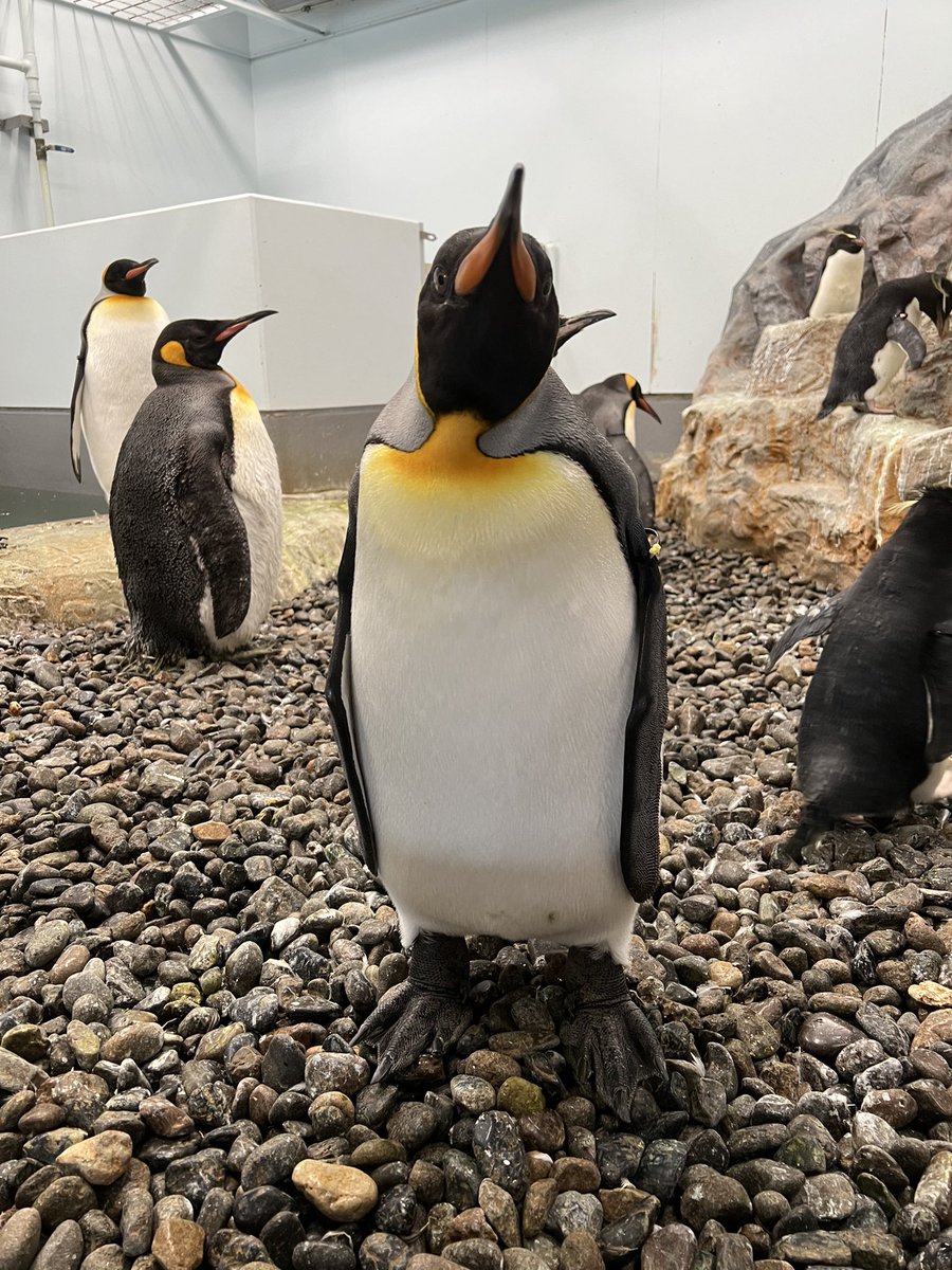 【ただいま休園中】

昨日のキングペンギン🐧

#旭山動物園　#asahiyamazoo
#キングペンギン　#kingpenguin
#ぺんぎん館　#担当者撮影