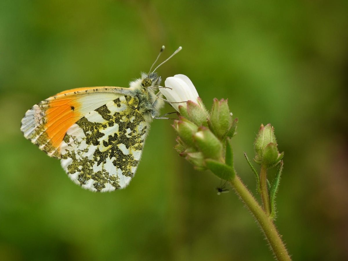BBO Wildlife Trust tweet media