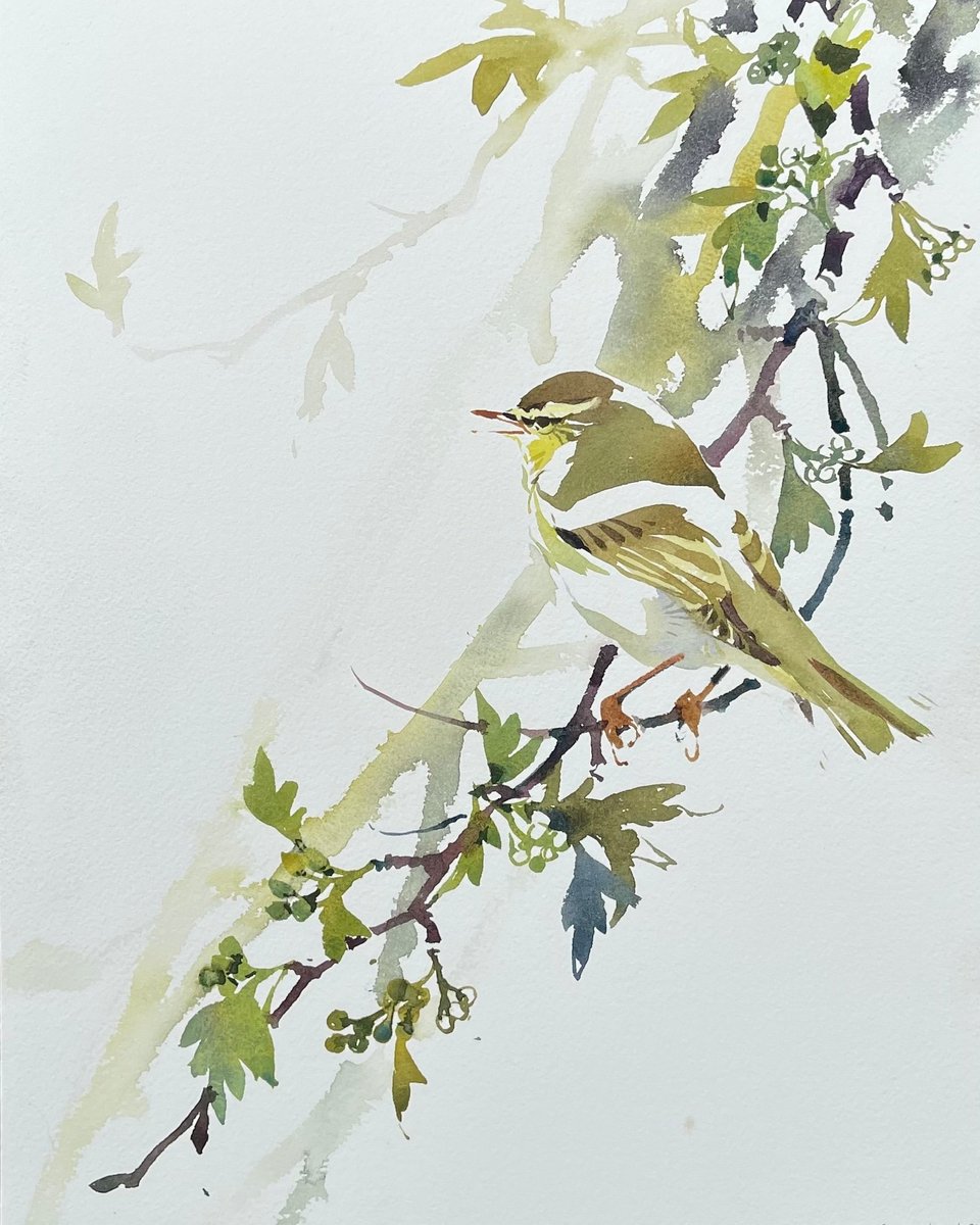 Singing Willow Warbler, Haddington, Watercolour, 360 x 260mm. Now it feels like the start of early Summer, Willow Warbler song bringing the most beautiful melody to the leafing Hawthorns.