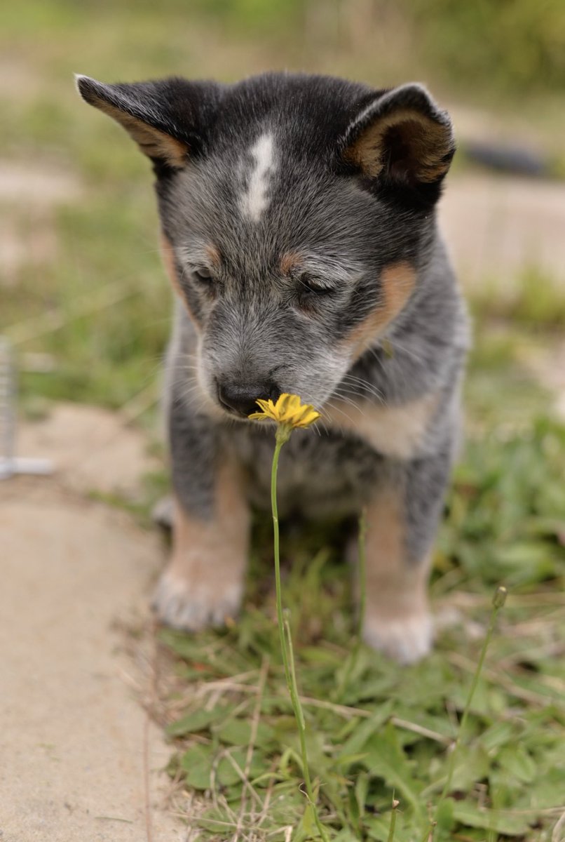 nomes4's tweet photo. @RonniSalt Franklin (Blue Heeler) https://t.co/22Dzg7ixNt