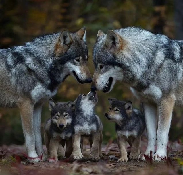 Un familia de lobos… El arte de la naturaleza.
