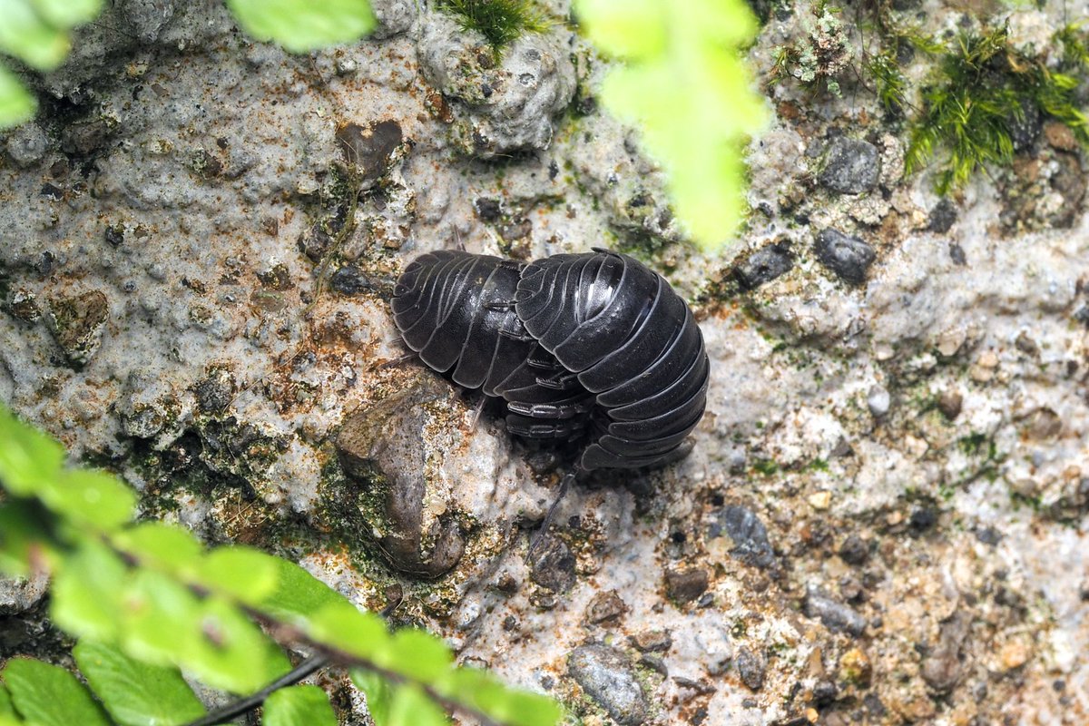 Couple of Armadillidium depressum individuals active on old stone walls in our garden in Kildavin, Co. Carlow this morning.
