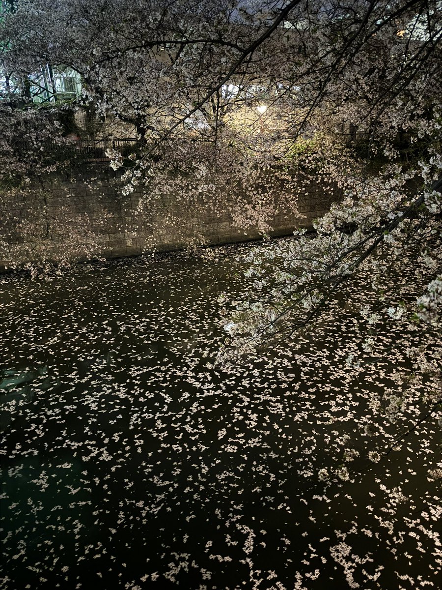 目黑川的樱花落了。
