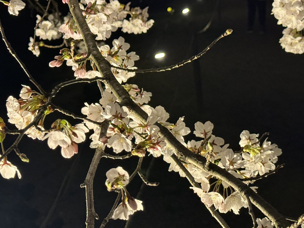 本日もご来店頂きありがとうございます🐴

お花見に会津に来ていただいている方々が多く会津若松市内はとても賑わってるようです🏯🌸

地元のお客様も、県内外のお客様も、桜の季節に桜肉(馬肉)を食べて月曜日からの馬力をつけましょう🐴🔥🔥

明日もご来店心よりお待ちしております🙇