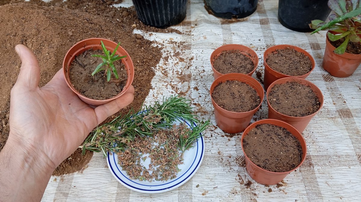 Starting rosemary from seeds indoors is a gratifying experience that allows you to enjoy this versatile herb throughout the year...organic-vegetables-lovers.blogspot.com/2024/04/a-guid…
#rosemary #herb #herbs #gardeningtips #gardening #seedstarting #indoorgardening #howtogrow #gardeners #growyourown #tips