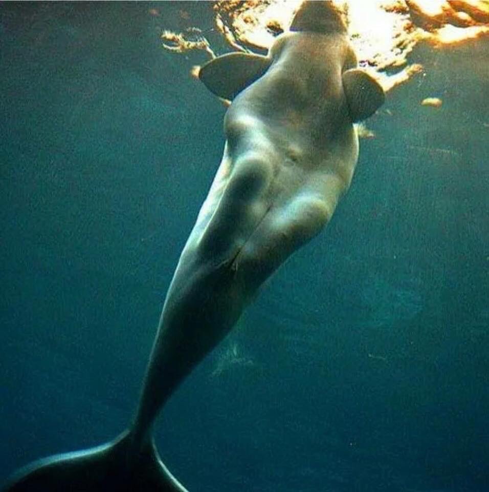 Beluga whales from below look like mermaids.