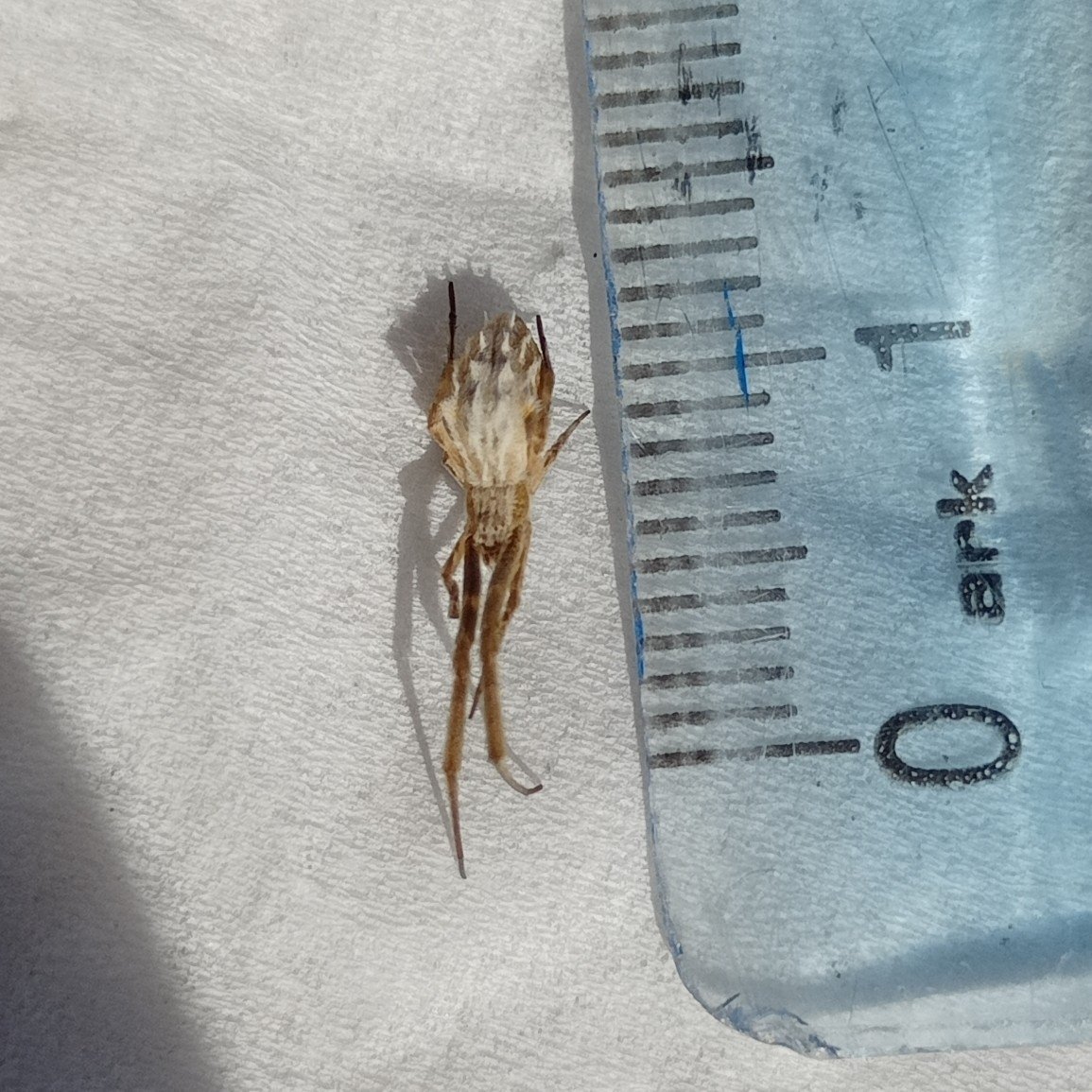 0959kedi's tweet photo. 📍Susurluk/Balıkesir
🆔Uloborus walckenaerius
🗓️6 Nisan 2024
📏Prosoma + abdomen yaklaşık 7 mm
📷0959kedi, bazı hakları saklıdır (CC BY 4.0)
🔗https://t.co/n84ZISR45r
#HangiTür #NaturePhotography #spiderid #örümcekler #Uloborus #Uloboridae https://t.co/38veeXUtW6