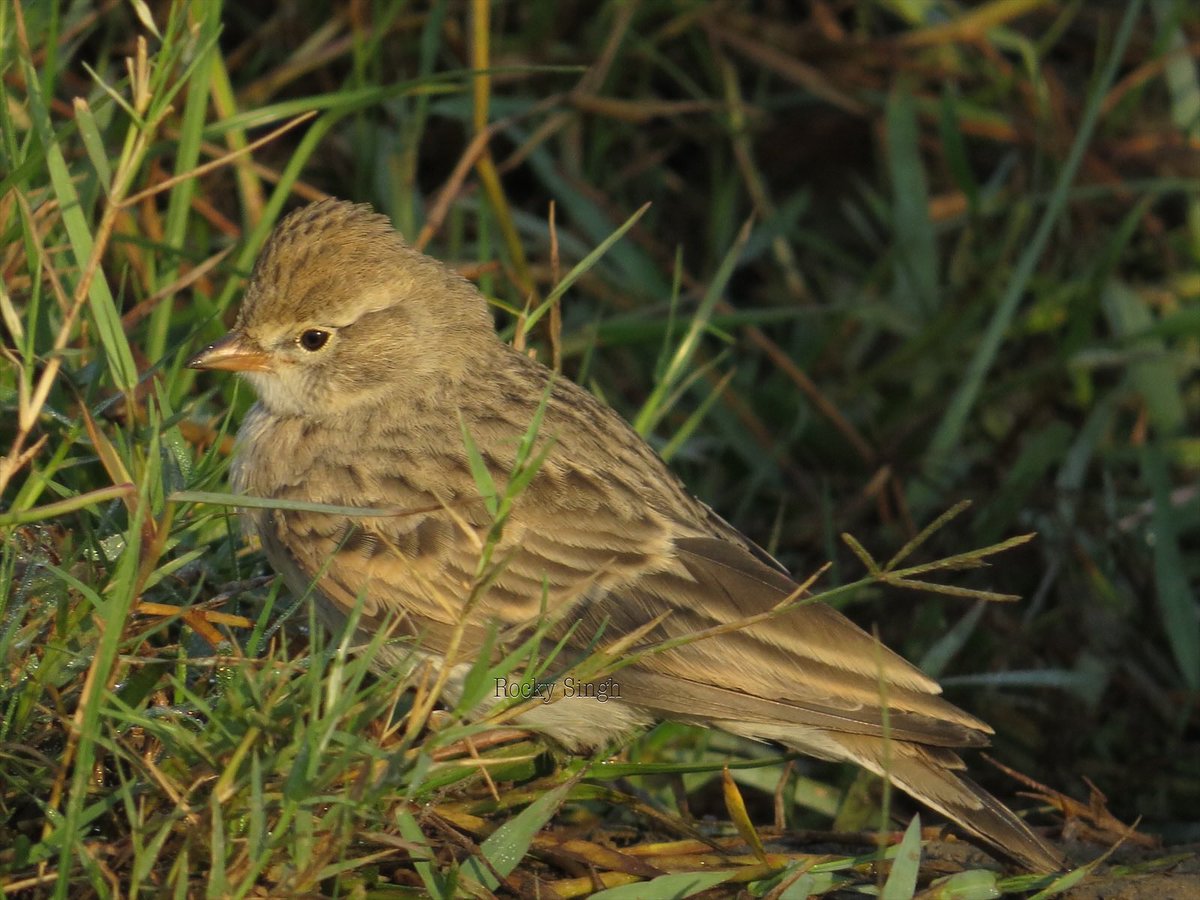 The Asian Short Toed Lark is a little cutie that is resident mostly a little North of India. In recent years sightings have increased across N India, some ascribing it to changing migration patterns and some to simply more spotters in the field. A good bird to click @indiaves