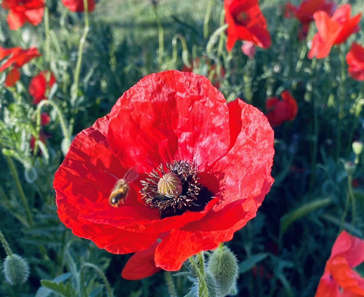 Abella en una flor de ruella #ivarsdurgell ⁦@MeteoMauri⁩ ⁦@TomasMolinaB⁩ ⁦@SoniaPapell⁩ ⁦@XFreixes⁩ ⁦@SergiLoras⁩ ⁦@tw_agraria⁩ ⁦@Eng_Agronoms⁩ ⁦⁦@llfoix⁩