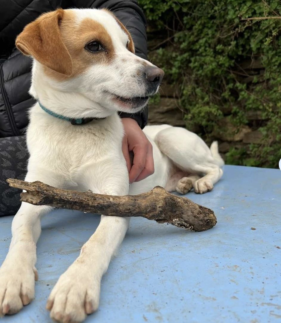Could you help Sammy..? This beautiful 4yo boy is looking for his forever home. He was chained up 🫣 for most of his life with just a ball and is now obsessed with his toys. Walks beautifully on lead, loves people& of course his toys.. 🧸 🥎 Could he be yours?! #adoptdontshop