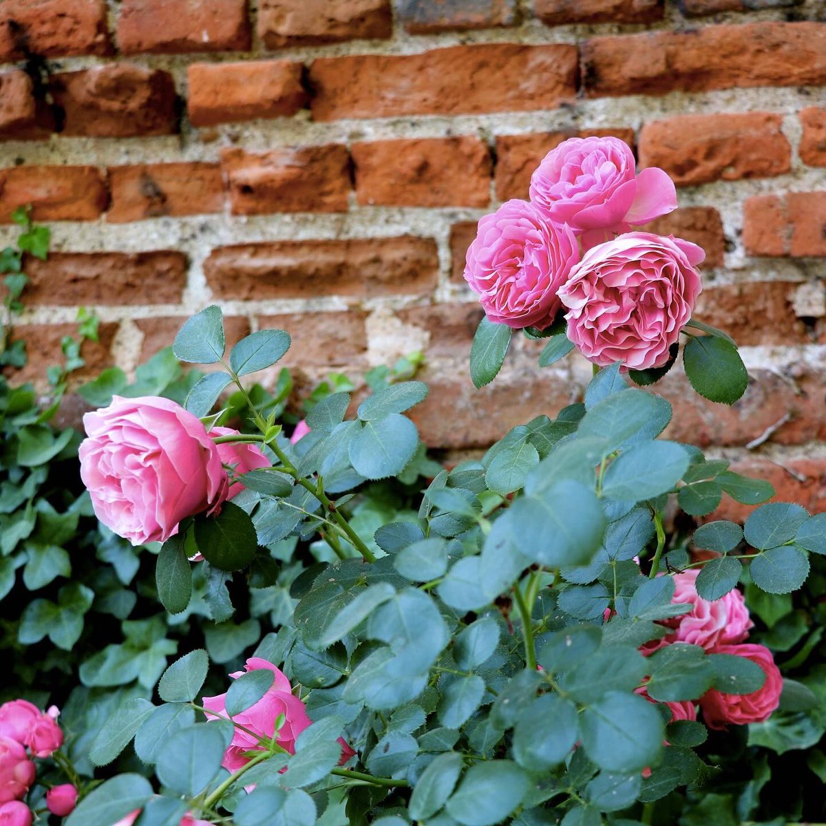 🌺 Parterre de fleurs dans le jardin de Léonard... Ce week-end, prenez le temps de flâner dans notre parc arboré 🌳 Avec l’arrivée des beaux jours, c’est l’occasion idéale pour vous imprégner de cette nature abondante que le maître chérissait tant ! 📸@THEFARMparis #ClosLucé