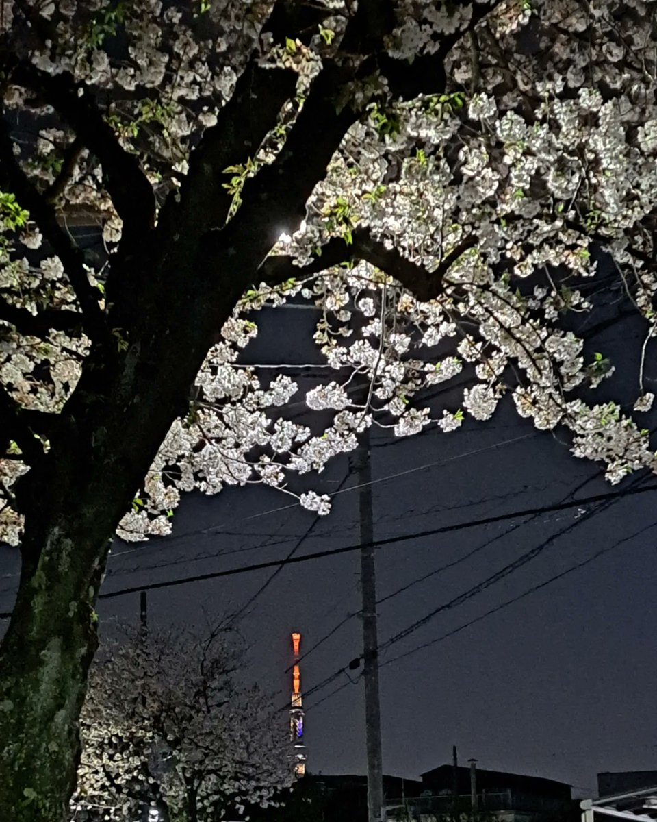 お花見@近所 桜まつりで 提灯ライトアップが 準備されていました 夜桜きれいです #東京都葛飾区 #ライトアップ #桜まつり #ソメイヨシノ🌸 #東京スカイツリー #サトザクラ🌸 #夜桜🌸