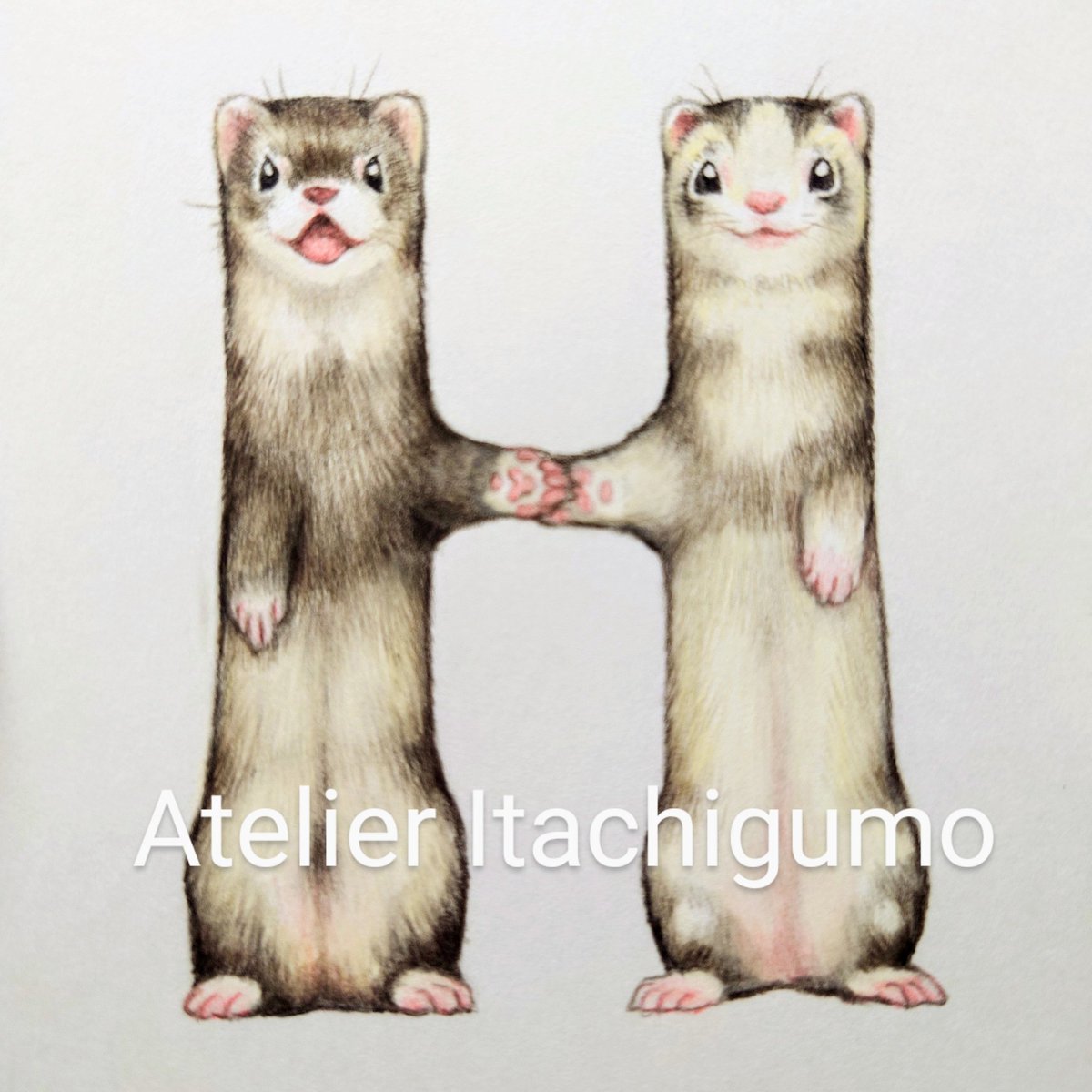 フェレット（Ferret）頭骨 Mustela furo（フェレット）