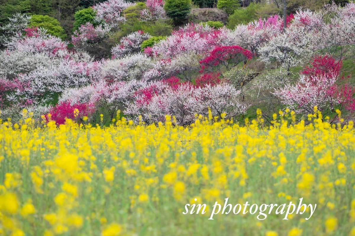 花桃と菜の花の鮮やかな競演 #nikon #photograghy