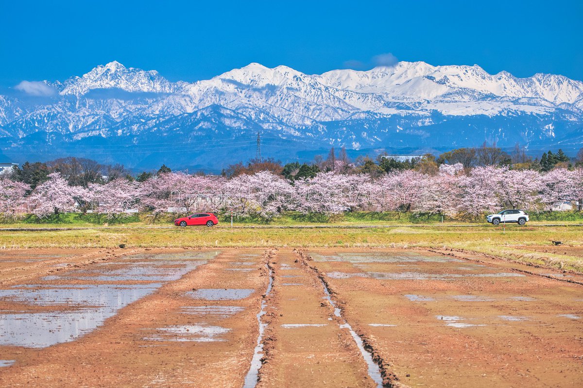 車に乗りながら満開の桜が楽しめる神通川さくら堤。 塩の千本桜と合わせて約1000本の桜並木が楽しめます。 写真は今週、富山市から撮影。
