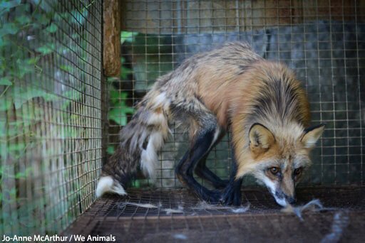 WEAR YOUR OWN SKIN 🤬

#FurFreeBritain