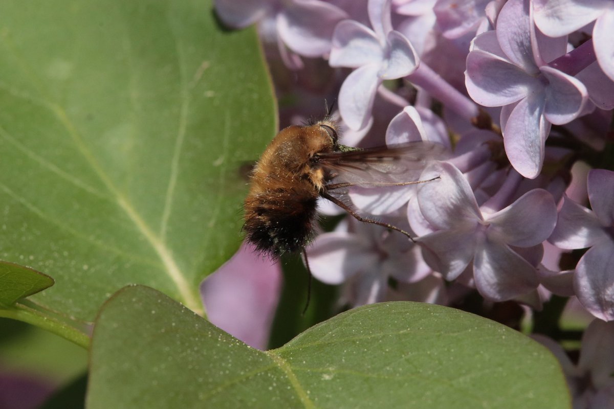 Bienen hassen ihn!