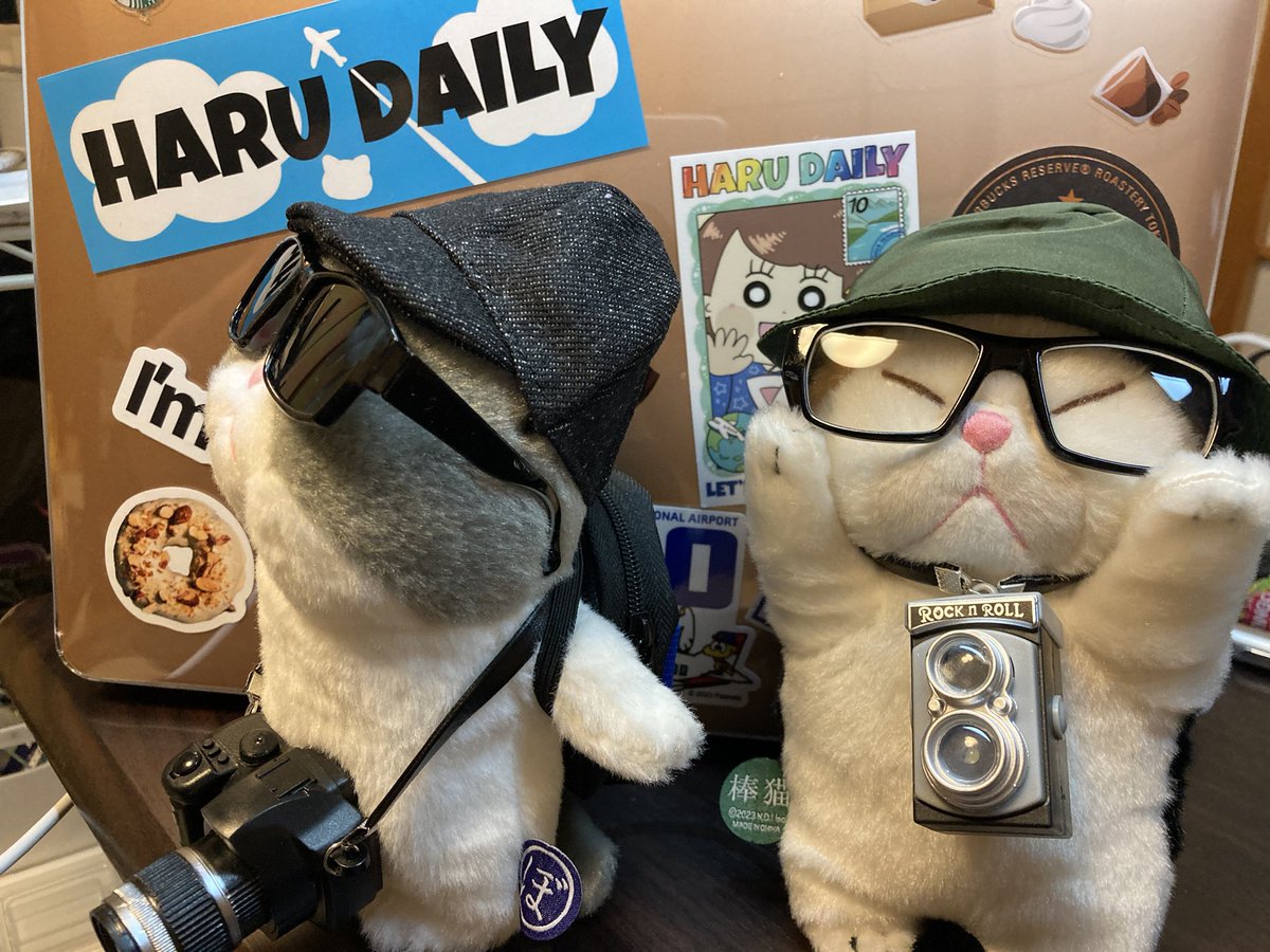 HiroTravelar's tweet image. 今日時点でのベストコーデ
#ぼうみたいなねこ 
#ぼうねこ