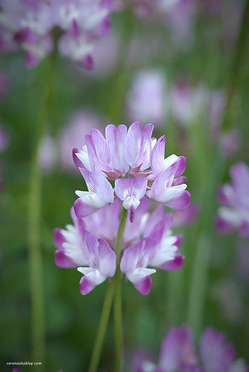 おはようございます 今日の誕生花　#レンゲ 花言葉　あなたがいれば、私の苦痛は和らぐ 茎葉を乾燥させ、解熱や利尿に用いられてきましたことからでしょうか 今日は #お香の日 「香」の字は、一・十・八・日 に分解できることから #TLを花でいっぱいにしよう #写真好きな人と繫がりたい