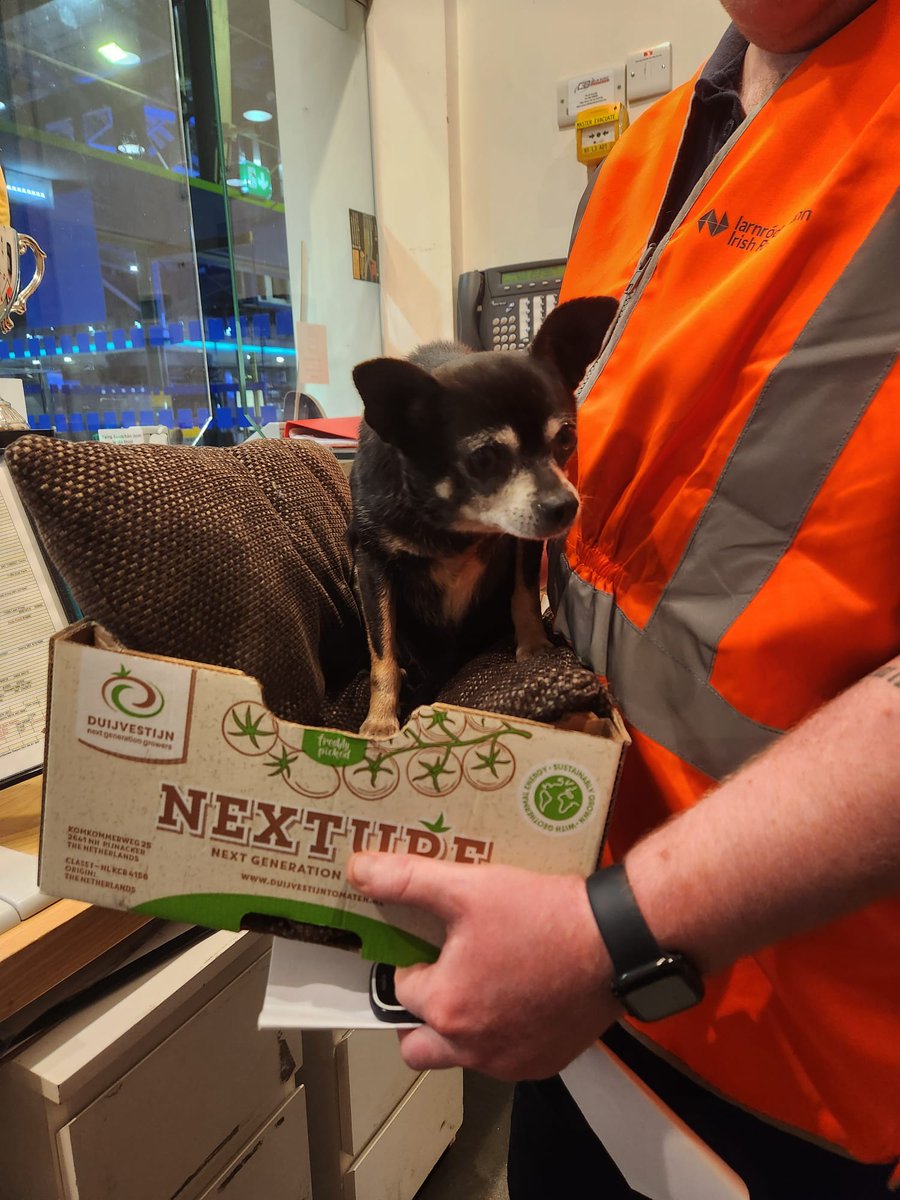 Is this your dog? 🐶 We made a comfy overnight bed last night for this lost little dog in Heuston Station Hoping to return it home to its owner and own bed for tonight 🛏️ #LostDog -AB