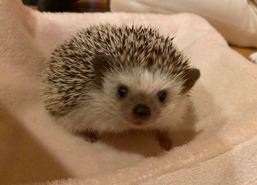 Hedgehog_T_K tweet picture