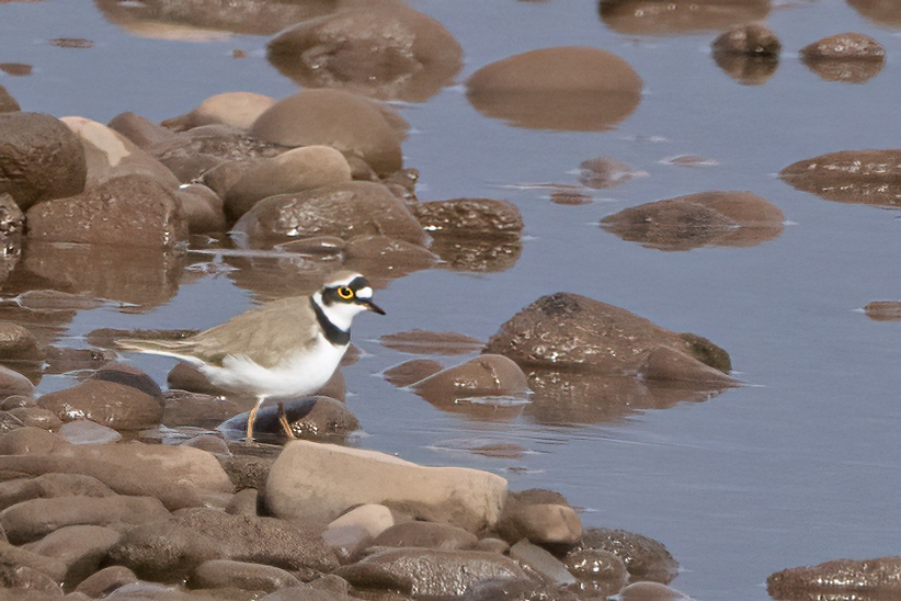 Little Ringed Plover this morning #gwentbirds #gwentwildlife