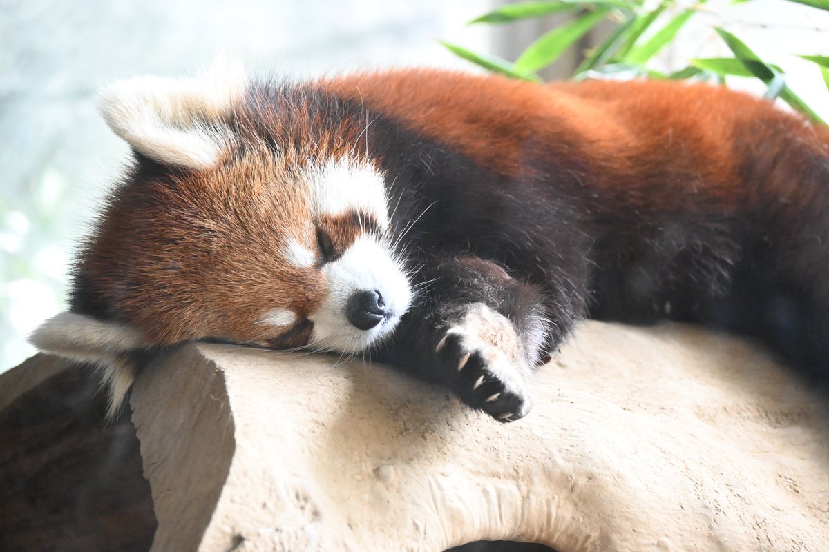 ぐっすりお休み中のキクちゃん🎀
📷2024.4.13
#よこはま動物
#ズーラシア
#レッサーパンダ
#キク
#RedPanda