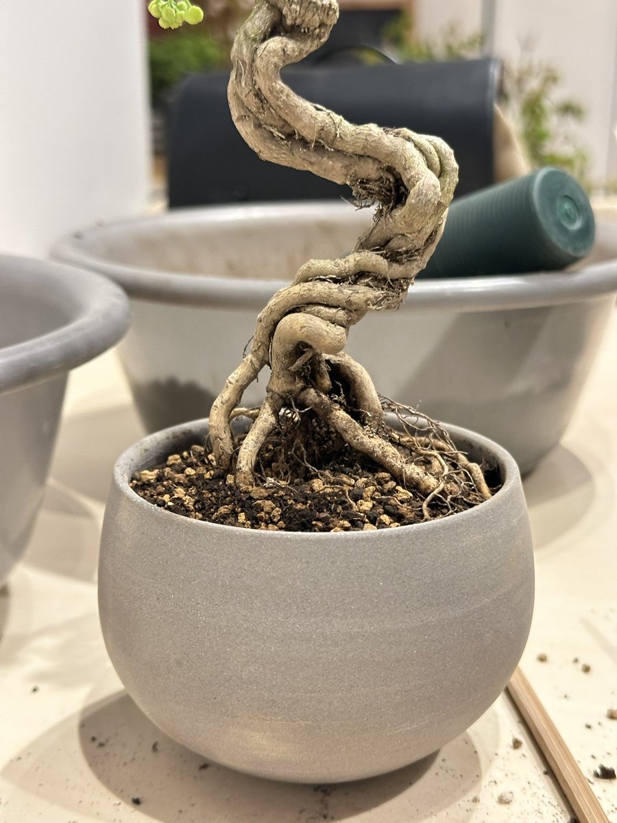 yuumi_nae's tweet photo. 【4月12日　アセビ盆栽に挑戦】
モミジの寄せ植えでモダンなスタイルに憧れつつも、モミジは1番育成に苦戦しているので潔く諦め😭
アセビの根っこを活かした盆栽をつくってみたいと思い挑戦しましたが、どの木を選ぶか正面をどうするか、かなり悩みました💦 https://t.co/zwVQO3e14I