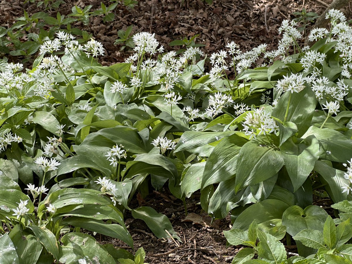 Touching grass. This wild garlic will end up on my lunch plate