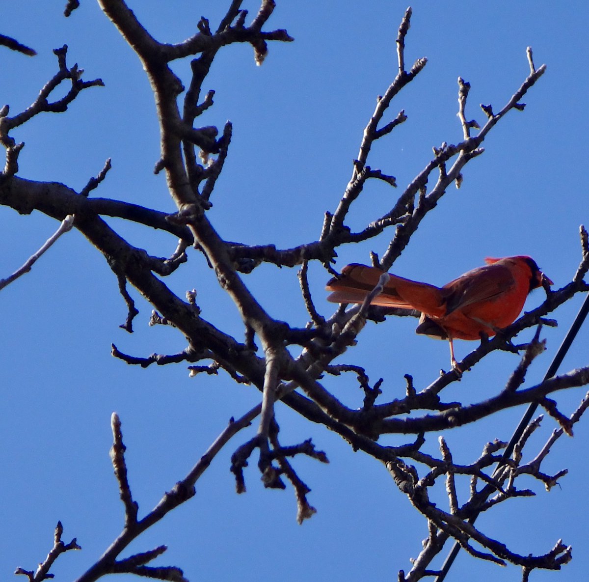 'Cardi-B' (cardinal-bird) #birds #birdwatching #nature #NaturePhotography #wildlifephotography #wildlife