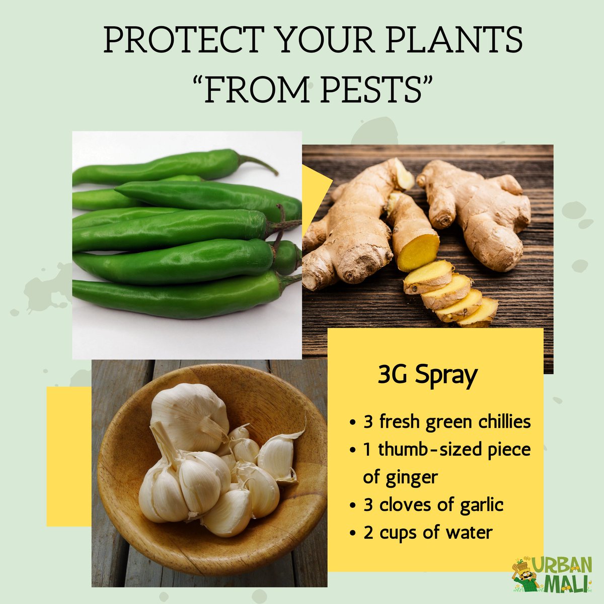 UrbanMali's tweet photo. 3G Spray

Looking for a natural and effective way to protect your plants from pests? Look no further! With UrbanMali's simple recipe, you can create your very own 3G spray using green chilli, ginger, and garlic. 

#UrbanMali #DIY #3Gspray #PlantPesticide #GreenChilli https://t.co/cRBVyZHRWz