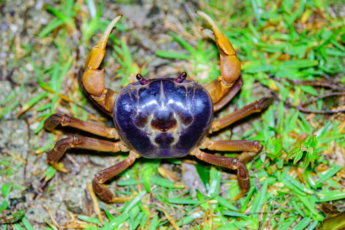 バンザイ、オカガニ。

#オカガニ
#西表島
#カニ
#crab
#Nikon
#ニコン