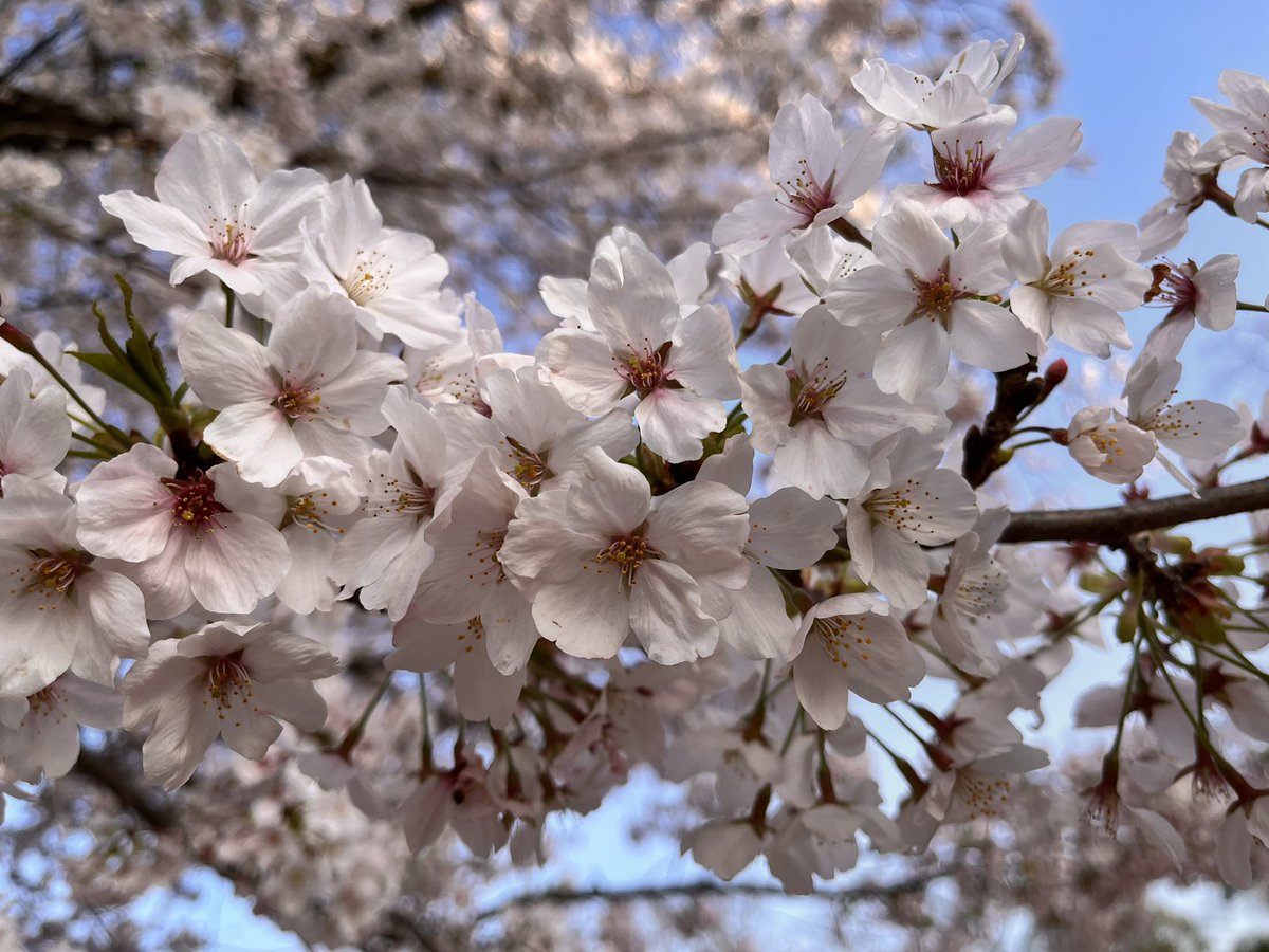 みんなでお花見タイムでした