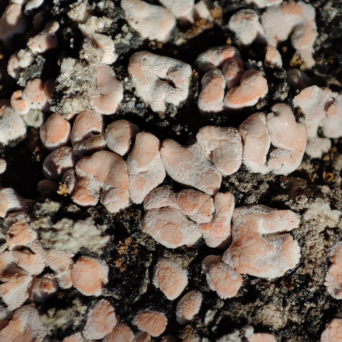 Estudi 🔎📸🔬 <a href="/BrioLi_PPCC/">BrioLi_PPCC</a> #briòfits #líquens a la 📌Riera de Clariana (Igualada, l'Anoia)  brioli-ppcc.blogspot.com/2023/07/prospe… 1. BLASTENIA XEROTHERMICA; 2. DIPLOSCHISTES DIACAPSIS; 3. GYALOLECHIA SUBBRACTEATA; 4. PSORA SAVICZII