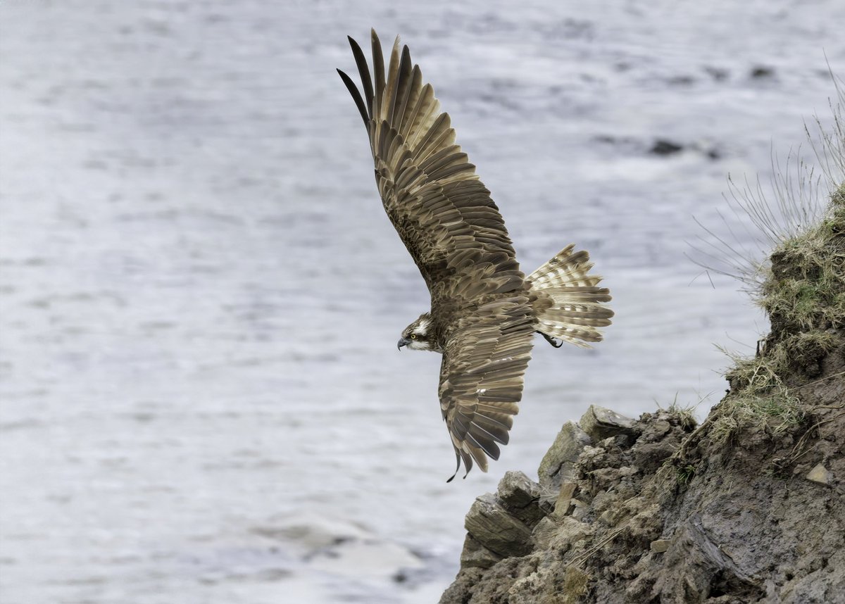 Osprey, Northumberland 2024 @NTBirdClub