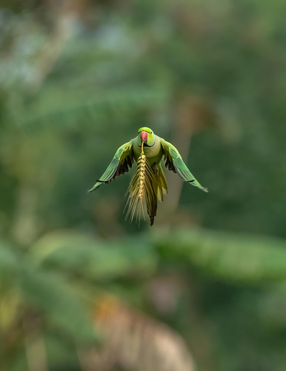 POV - You're going to your friend's house for a sleepover. Pictured here is a rose-ringed parakeet captured mid-air. #DidYouKnow: Rose-ringed parakeets typically reach a size of 16 inches, inclusive of their elongated tail feathers, and boast a lifespan of 20 to 30 years!