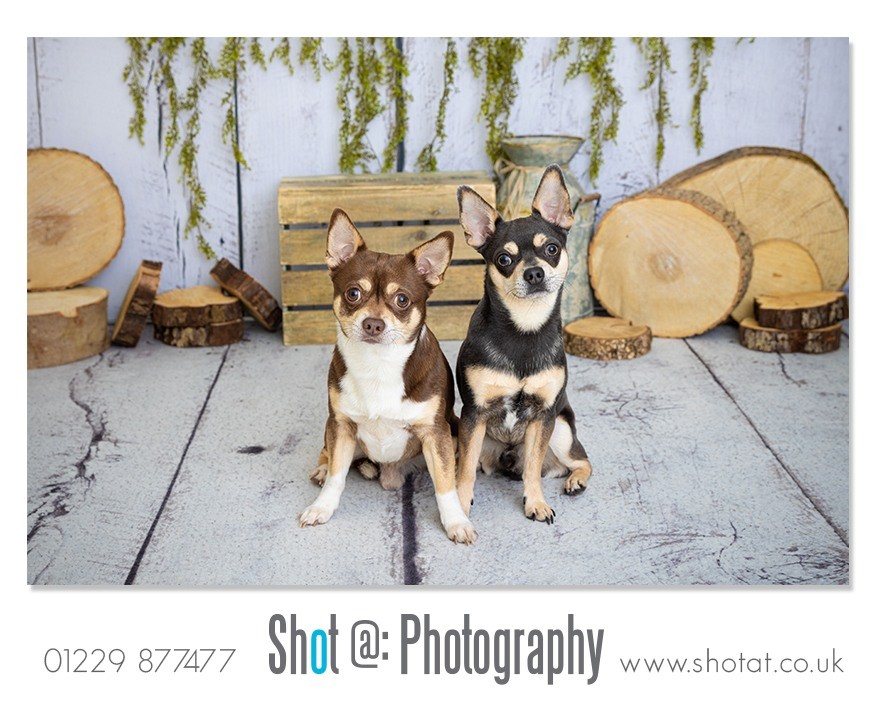 ShotAt's tweet photo. We love photographing furry friends,  they make great gifts too 💗

#pets #gifts https://t.co/EwuYpmGG6R