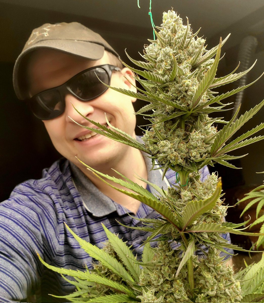 medicalgrower42's tweet photo. I grow some beautiful flowers 😍 
Wedding Cheesecake Auto by @Fast_Buds on day 55. 
#Homegrown #growyourown #420community #StonerFam #CannabisCommunity https://t.co/6UK8opUAT9