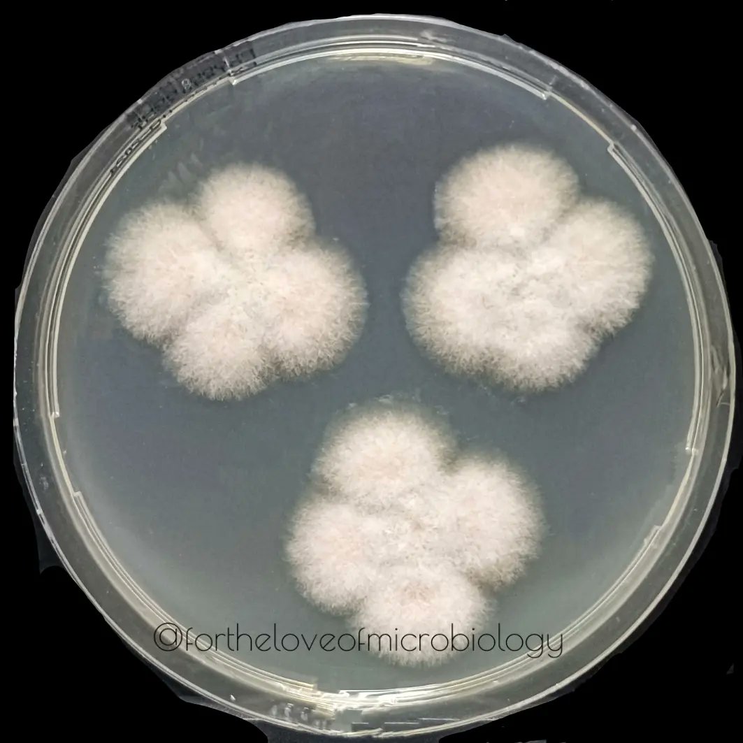Fusarium species colony and on microscopy Fusarium is a genus with a number  of species complexes pathogenic to humans, for eg F. solani species, complex,  F. oxysporum species complex, etc. Definitive identification