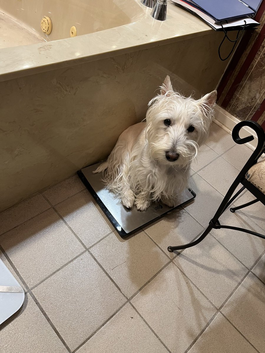 Wooster beat me to the scales this morning. #DogsofTwitter #Scottishterrier #TheScalesAreWaiting