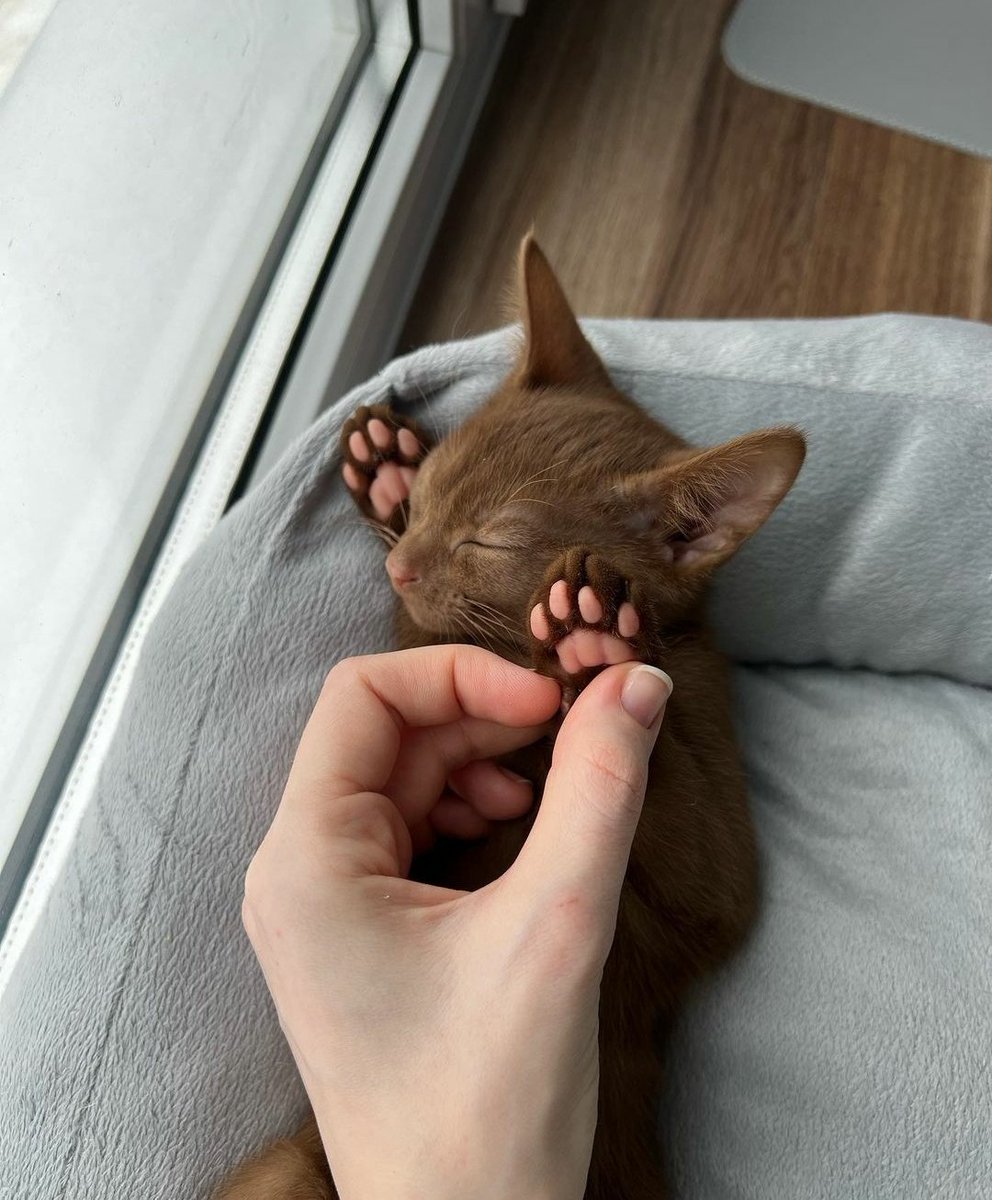 🐾