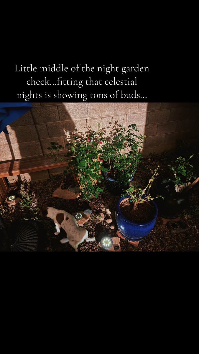 Little middle of the night garden check…fitting that celestial nights is showing tons of buds…#night #nightgarden #nightrose  #celestial