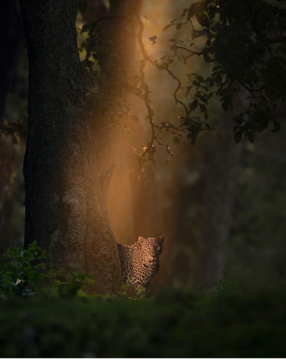 What an amazing composition of a beautiful leopard in a lush forest. Credit to Shaaz Jung Photography