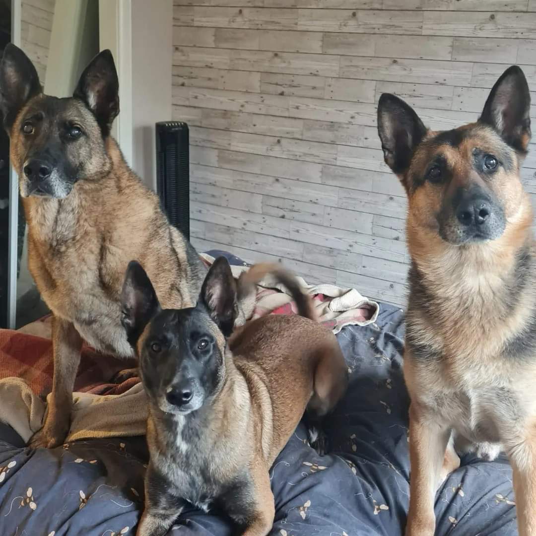 HERO PAWS tweet media