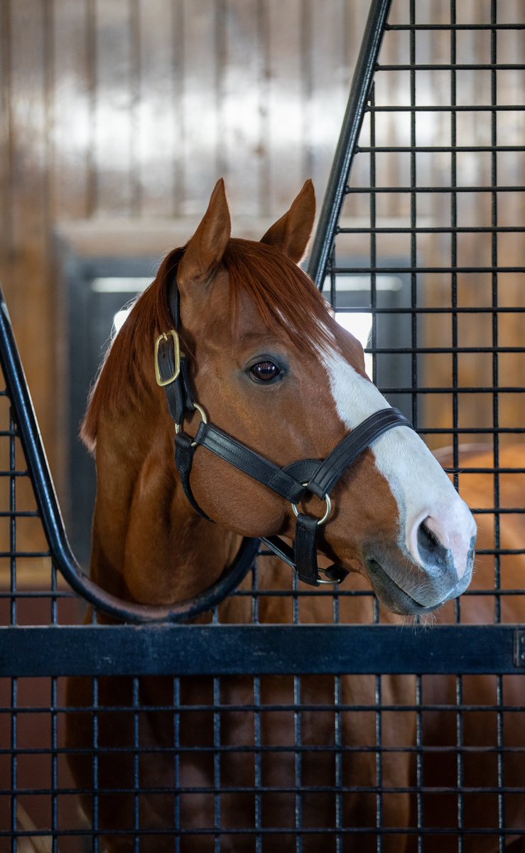 Making last minute plans this weekend? Coolmore at Ashford Stud is hosting a 1pm tour today, and there are still spots available to visit the Home of Champions 👀 🎟️ tinyurl.com/mvem7aph