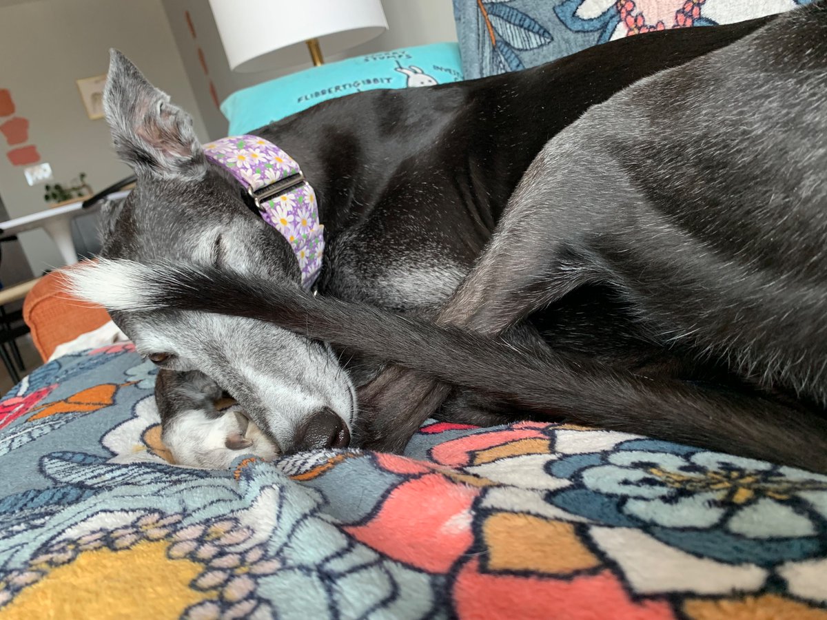 I don’t have the heart to tell Maris I can still see her. #greyhounds #greyhoundsoftwitter #greyhoundsofx #dogs #dogsoftwitter #hounds #houndsoftwitter #houndsofx #retired