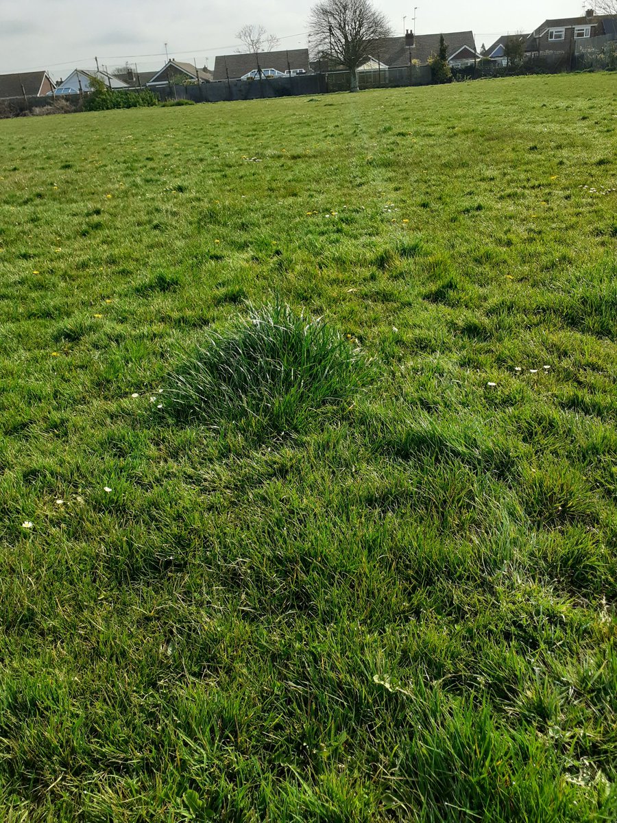 #grassrootsfootball let down again. Grass uncut and left 4 inch in length with numerous 8 inch clumps across the pitch. Really promotes youth football. NOT. #worthingboroughcouncil